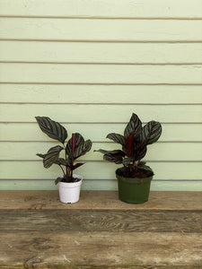 Calathea Pinstripe - Mickey Hargitay Plants