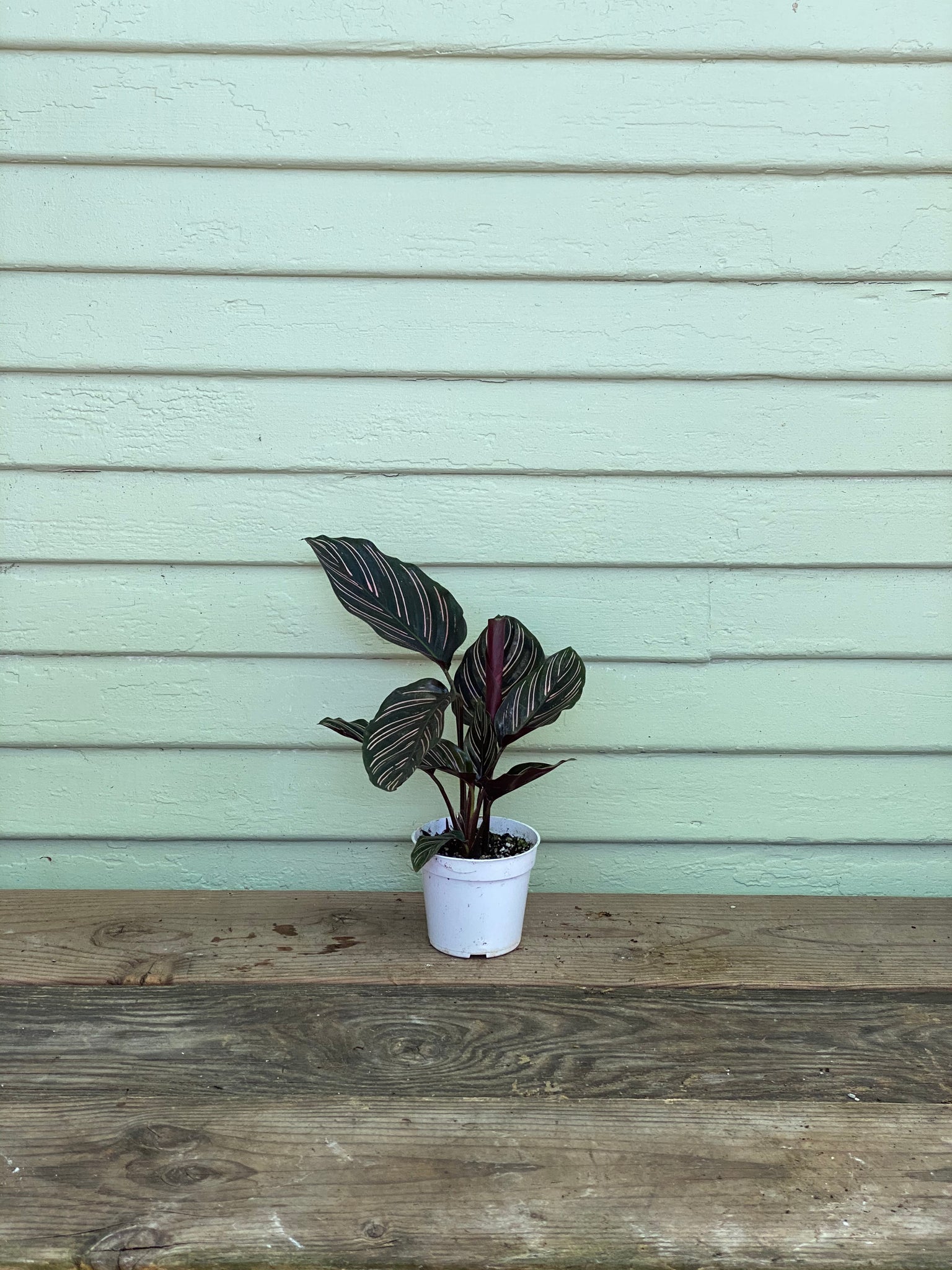 calathea ornata pinstripe prayer plant Calathea Ornata - Pinstripe Plant