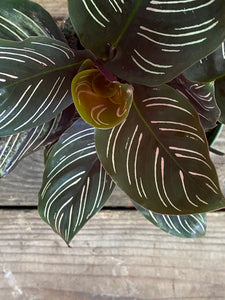 Calathea Pinstripe - Mickey Hargitay Plants