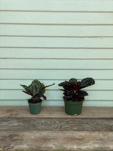 Load image into Gallery viewer, Calathea Roseopicta - Mickey Hargitay Plants