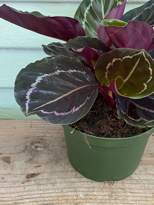 Calathea Roseopicta - Mickey Hargitay Plants