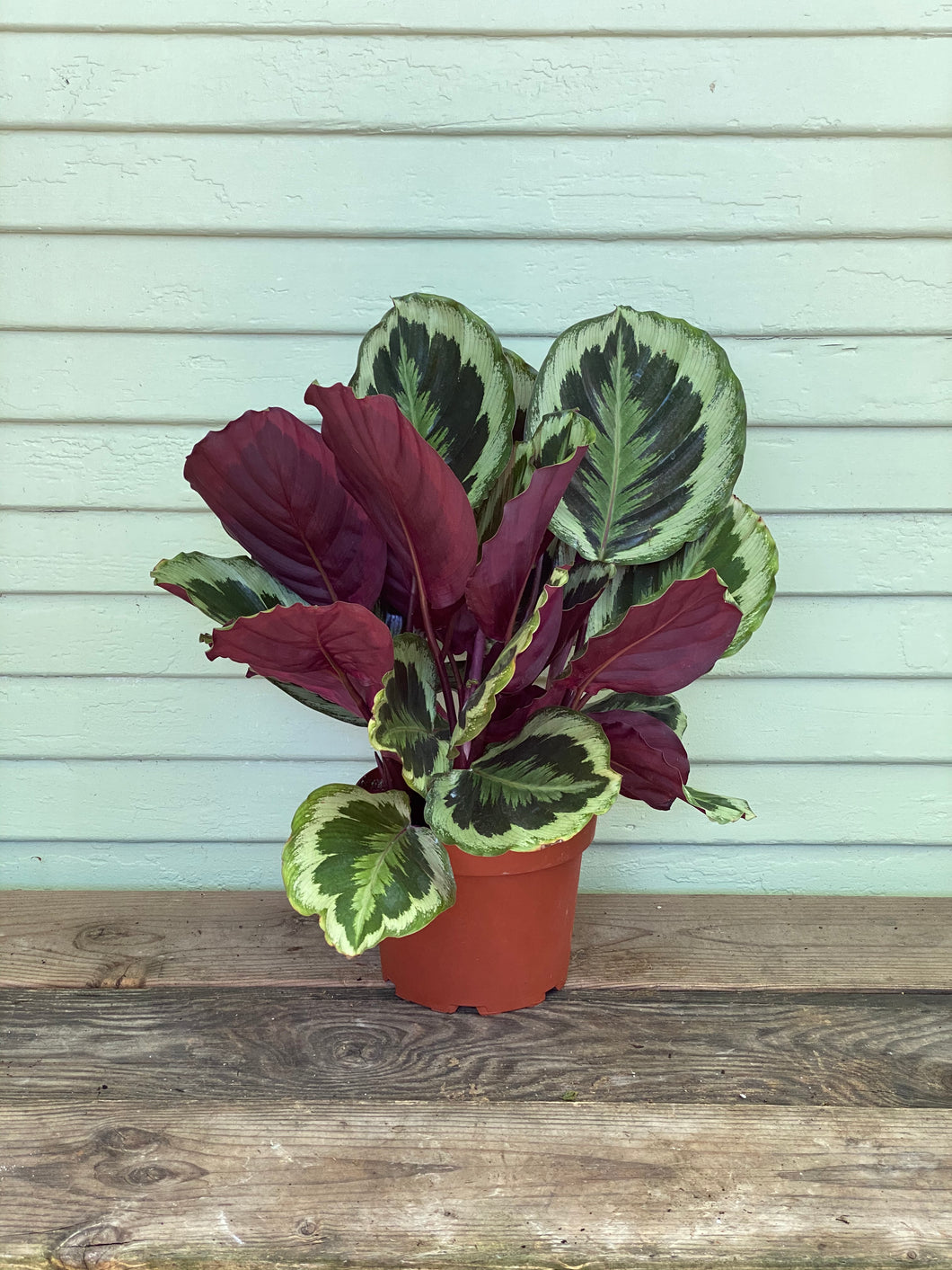 Calathea Shine Star - Mickey Hargitay Plants