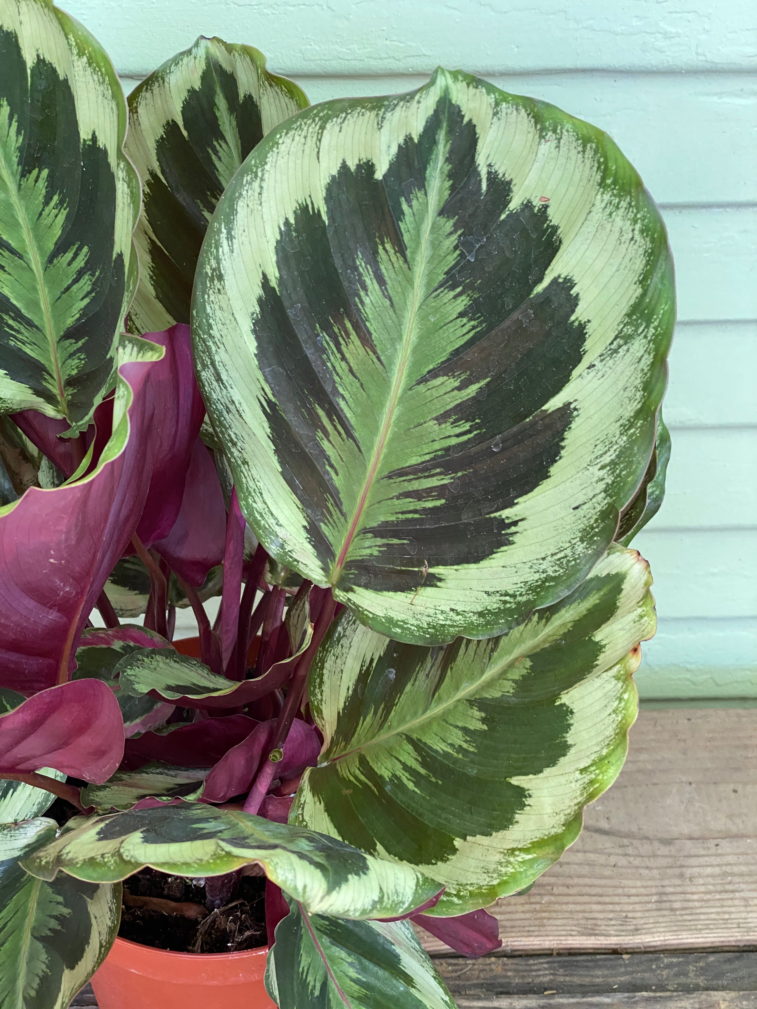 Calathea Shine Star | Mickey Hargitay Plants