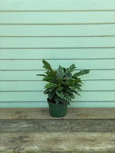 Calathea Freddie - Mickey Hargitay Plants