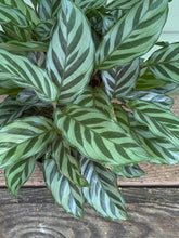 Load image into Gallery viewer, Calathea Freddie - Mickey Hargitay Plants