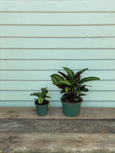 Load image into Gallery viewer, Calathea Beauty Star - Mickey Hargitay Plants