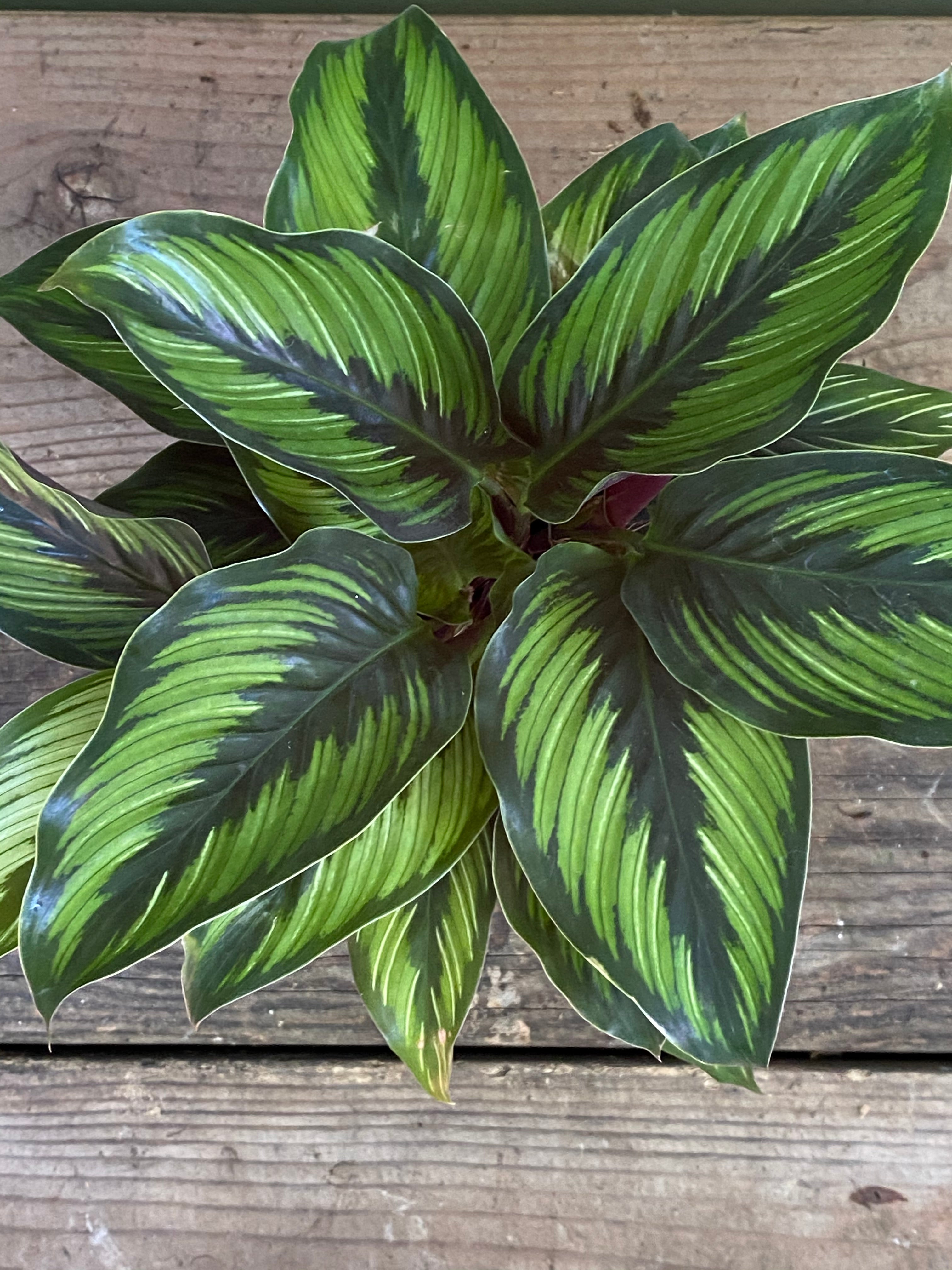 Calathea ornata - Beauty Star