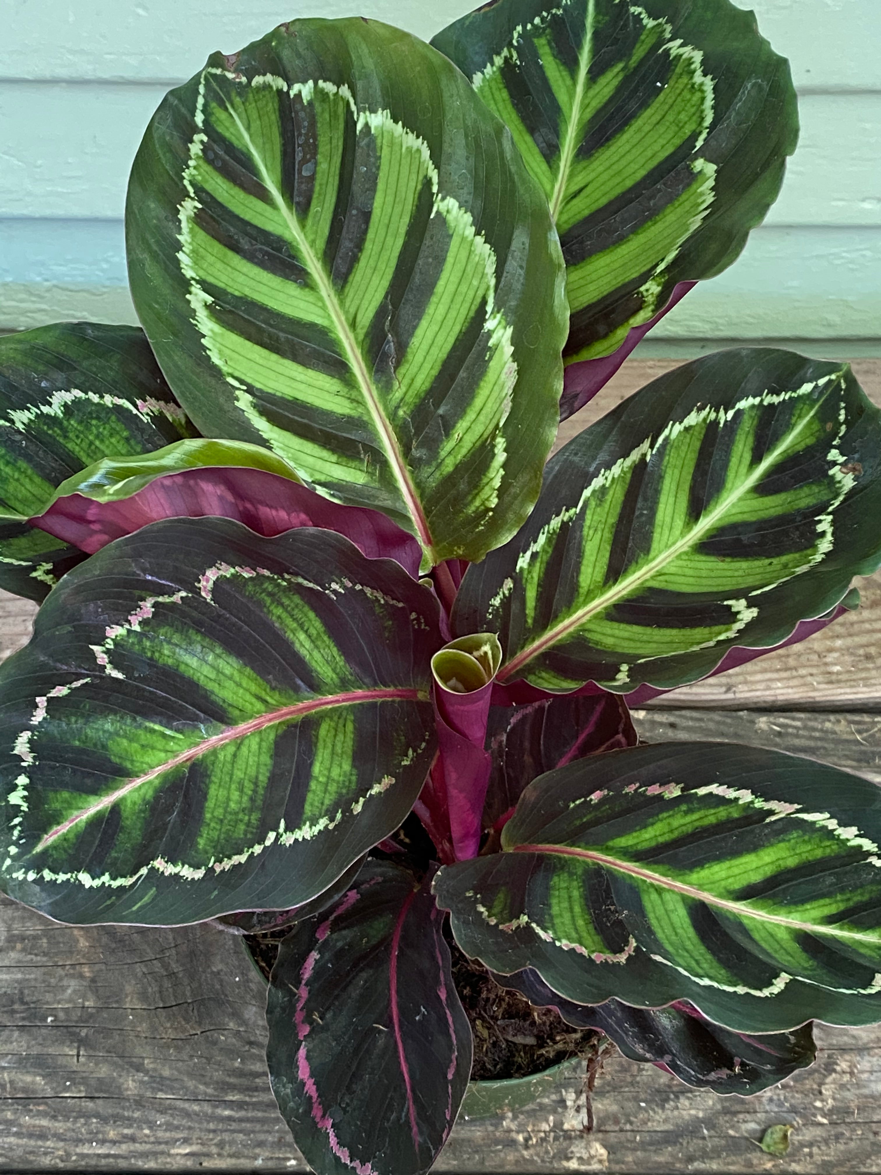 Calathea Jungle Cat | Mickey Hargitay Plants