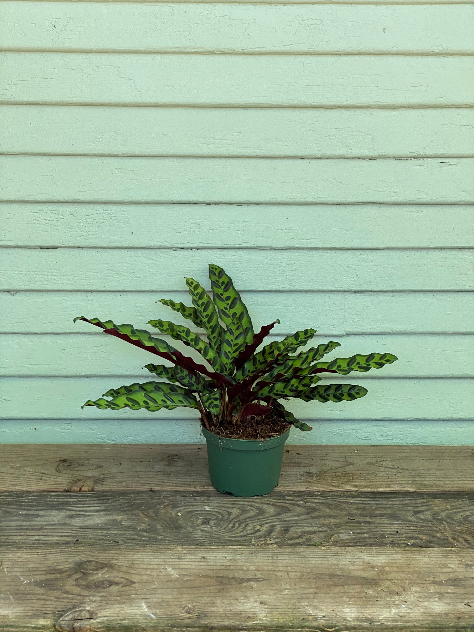 rattle.snake.plant Calathea lancifolia - Rattlesnake