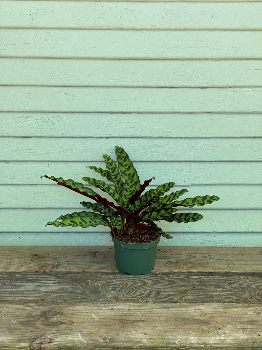 Calathea Rattlesnake - Mickey Hargitay Plants
