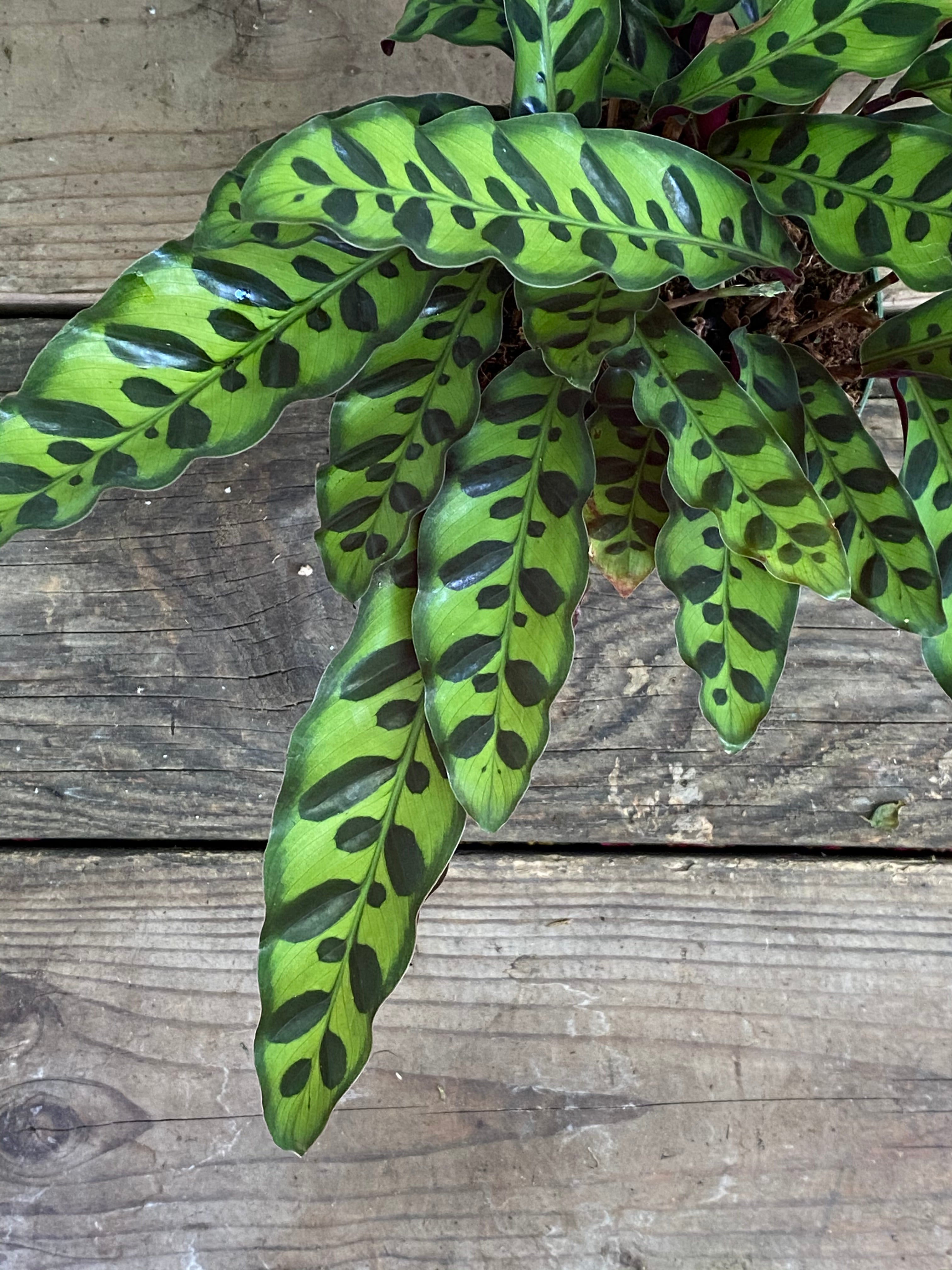 rattlesnake prayer plant Calathea lancifolia - Rattlesnake