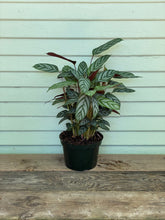 Load image into Gallery viewer, Calathea Setosa - Mickey Hargitay Plants