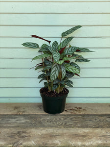 Calathea Setosa - Mickey Hargitay Plants