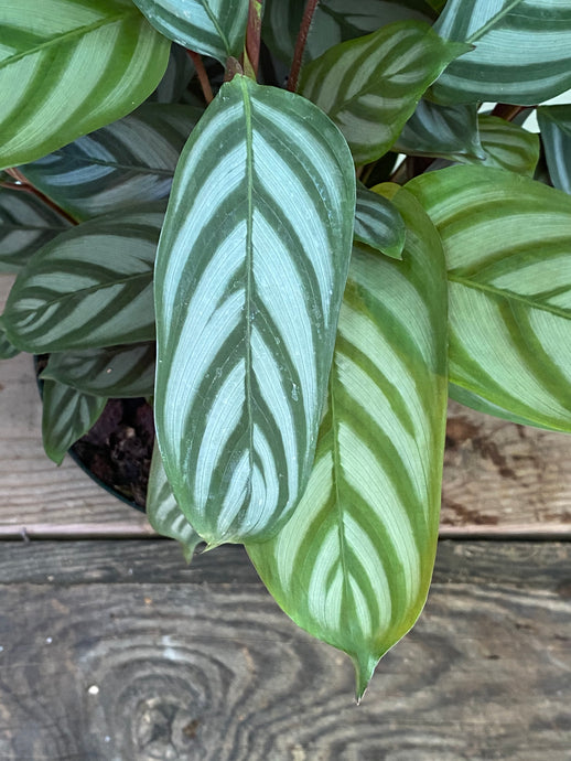 Calathea Setosa - Mickey Hargitay Plants