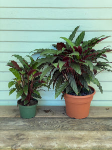Calathea Velvet - Mickey Hargitay Plants