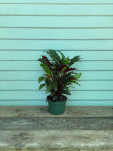 Load image into Gallery viewer, Calathea Velvet - Mickey Hargitay Plants