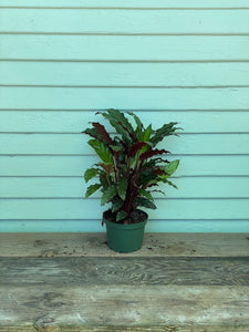 Calathea Velvet - Mickey Hargitay Plants