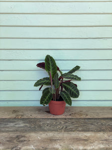 jungle velvet prayer plant Calathea Warscewiczii