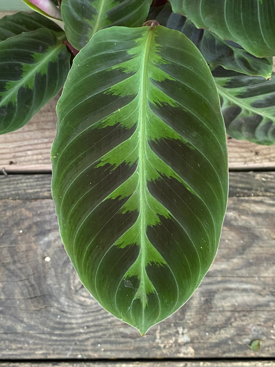 Calathea Warscewiczii - Mickey Hargitay Plants