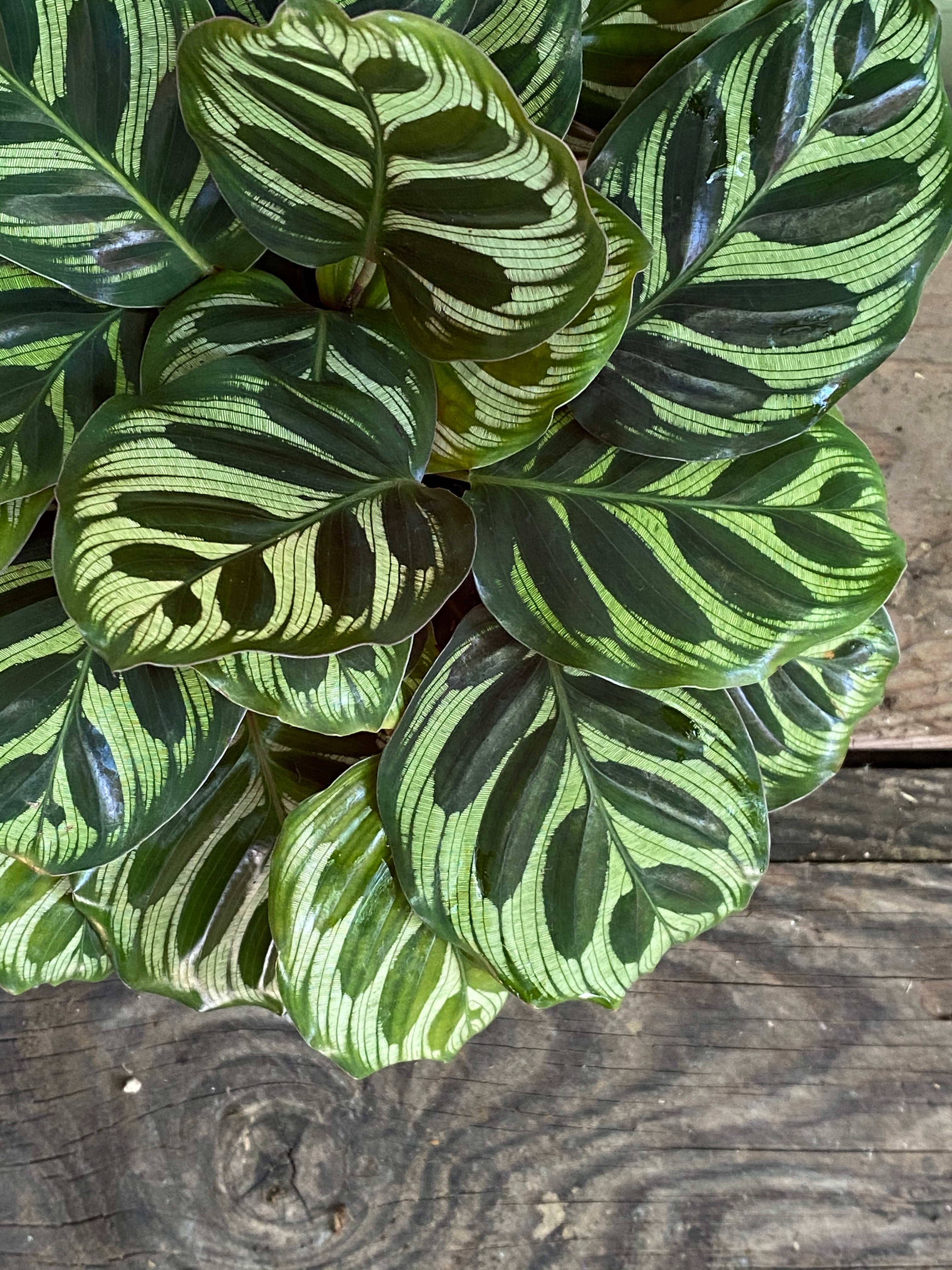 Calathea Makoyana