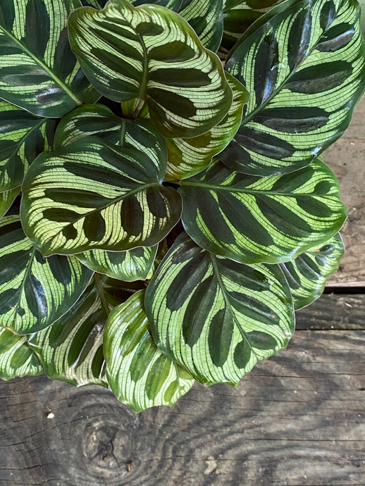 Calathea Makoyana - Mickey Hargitay Plants