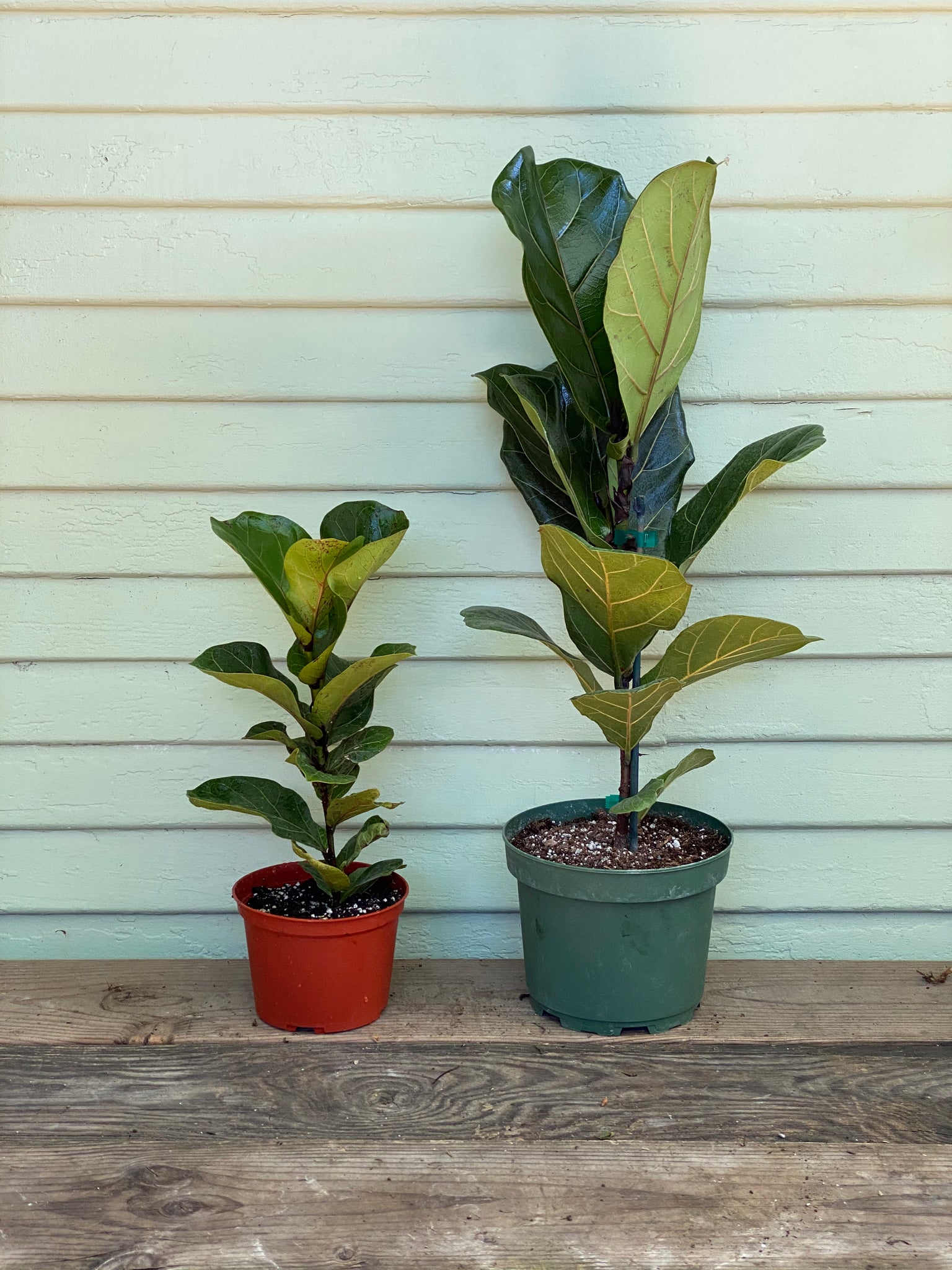 fiddle leaf fig column vs tree Fiddle Leaf Fig | Ficus Lyrata