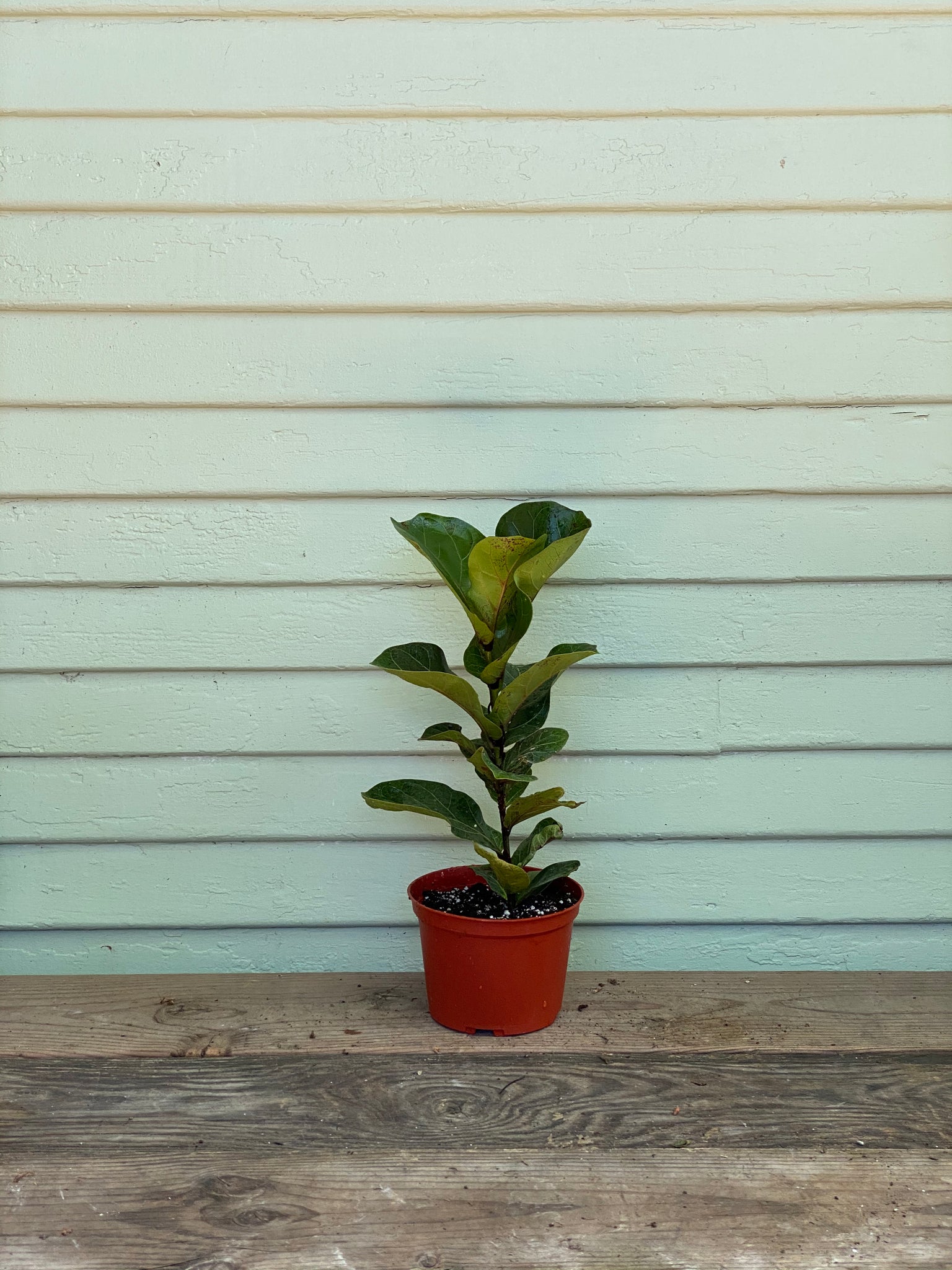kirklands fiddle leaf fig Fiddle Leaf Fig | Ficus Lyrata