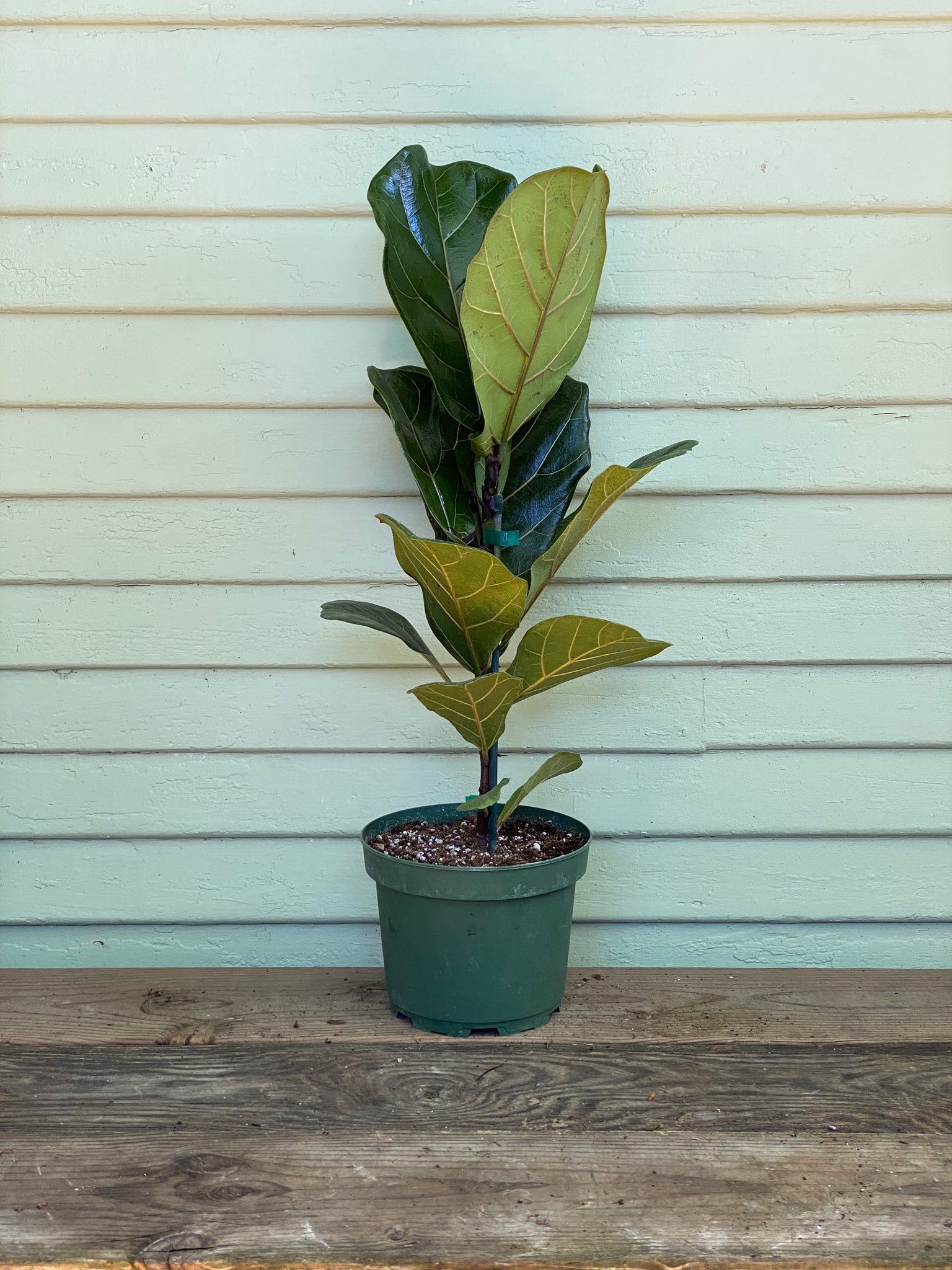 fiddle leaf fig office Fiddle Leaf Fig | Ficus Lyrata