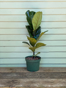 Fiddle Leaf Fig - Column - Mickey Hargitay Plants