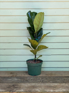 bone meal for fiddle leaf fig Fiddle Leaf Fig | Ficus Lyrata
