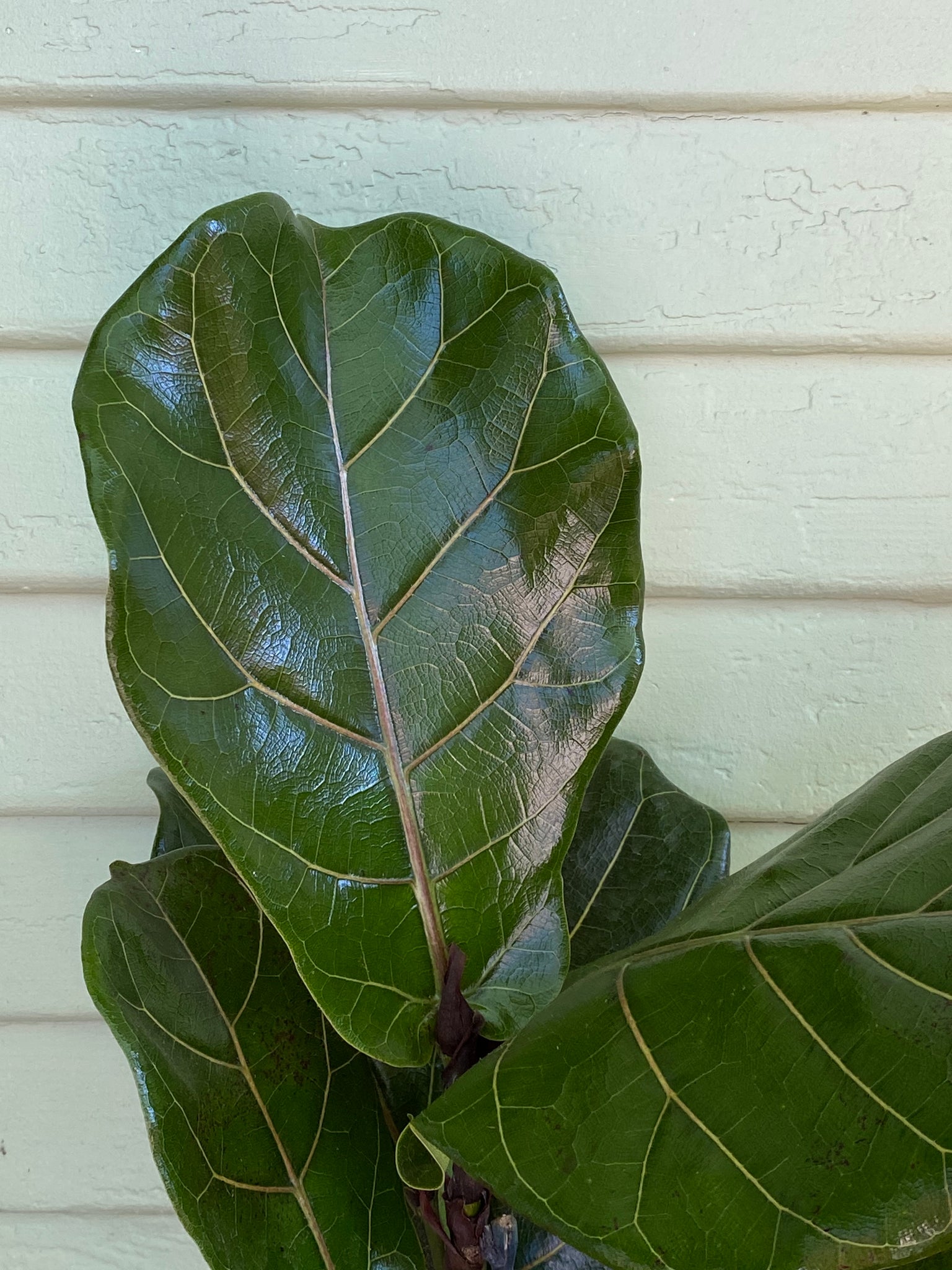 fiddle leaf fig column vs tree Fiddle Leaf Fig | Ficus Lyrata