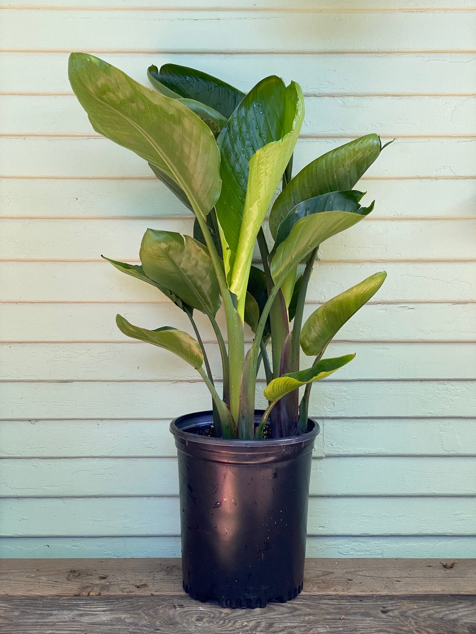 large birds of paradise indoor plant Strelitzia nicolai | Giant Bird of Paradise