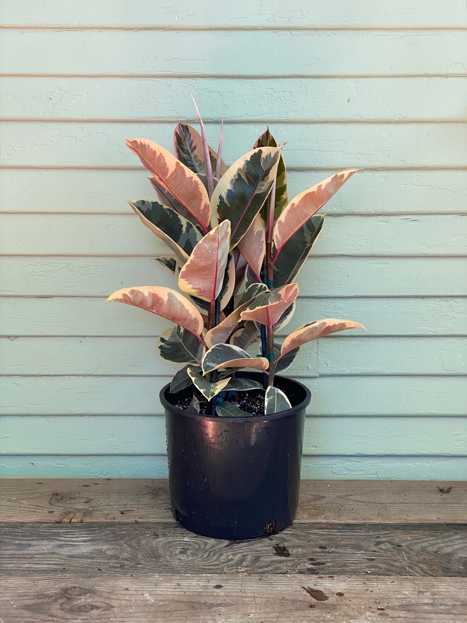 ficus tineke rubber tree plant Rubber Plant | Ficus elastica | Tineke