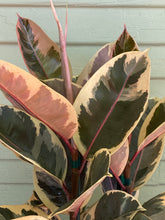 Load image into Gallery viewer, Ficus elastica - Tineke - Mickey Hargitay Plants
