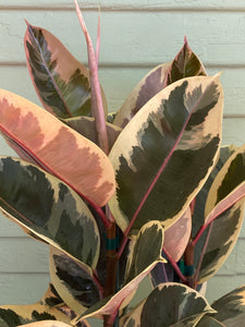 Ficus elastica - Tineke - Mickey Hargitay Plants