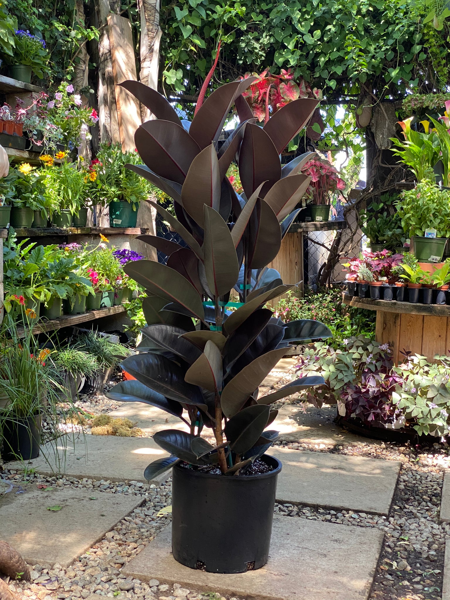 where can i buy a rubber tree plant Rubber Plant | Ficus elastica | Burgundy