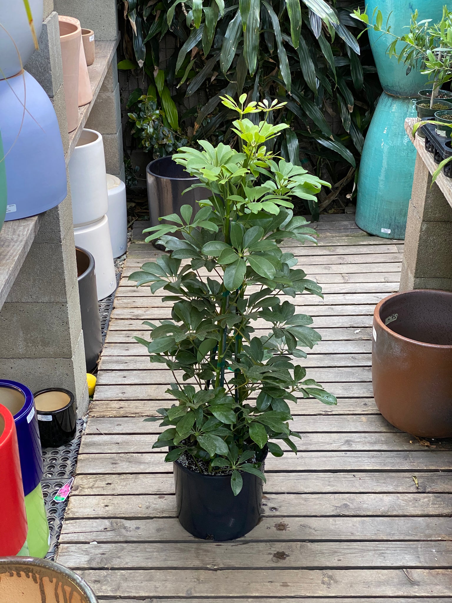 schefflera 'arboricola' Schefflera arboricola