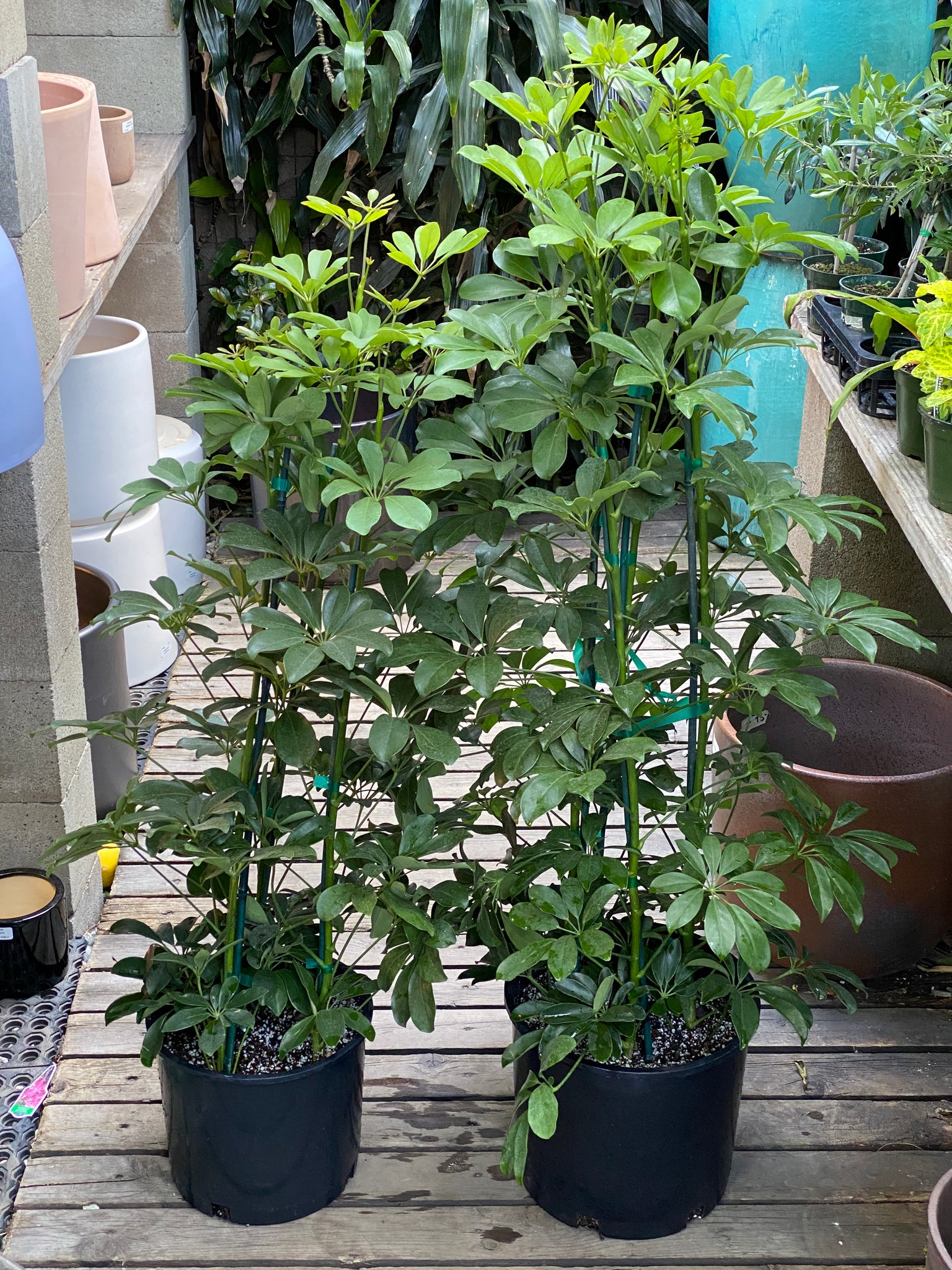 schefflera green arboricola Schefflera arboricola