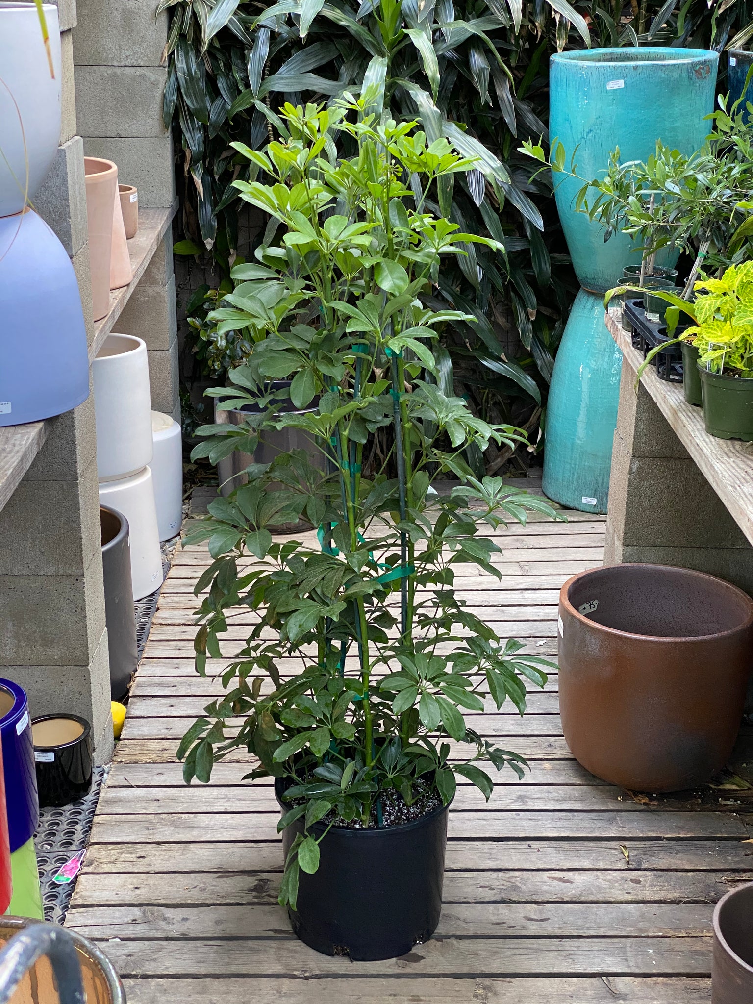 c28-4890 schefflera arboricola Schefflera arboricola