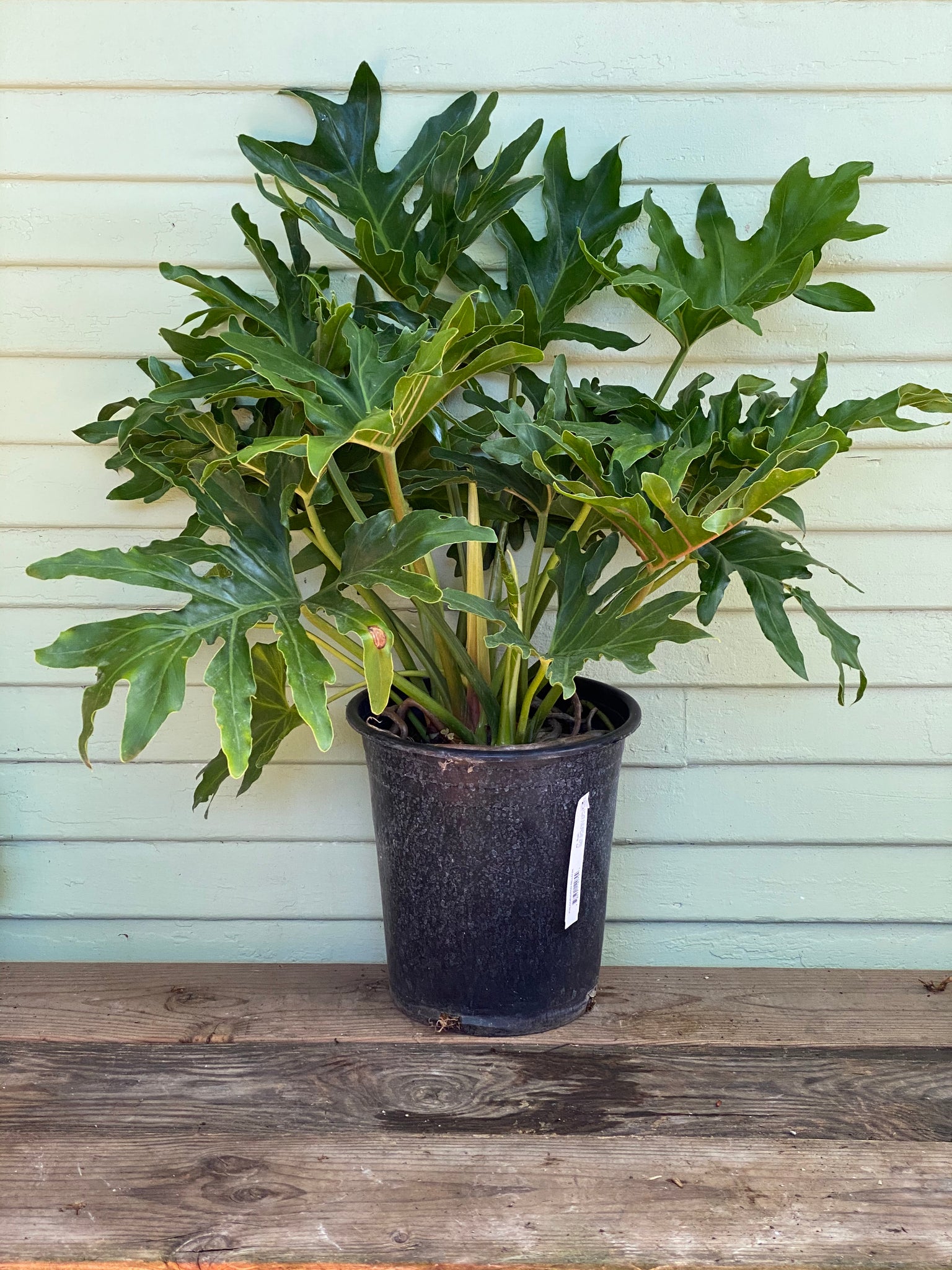 miniature philodendron selloum Philodendron selloum