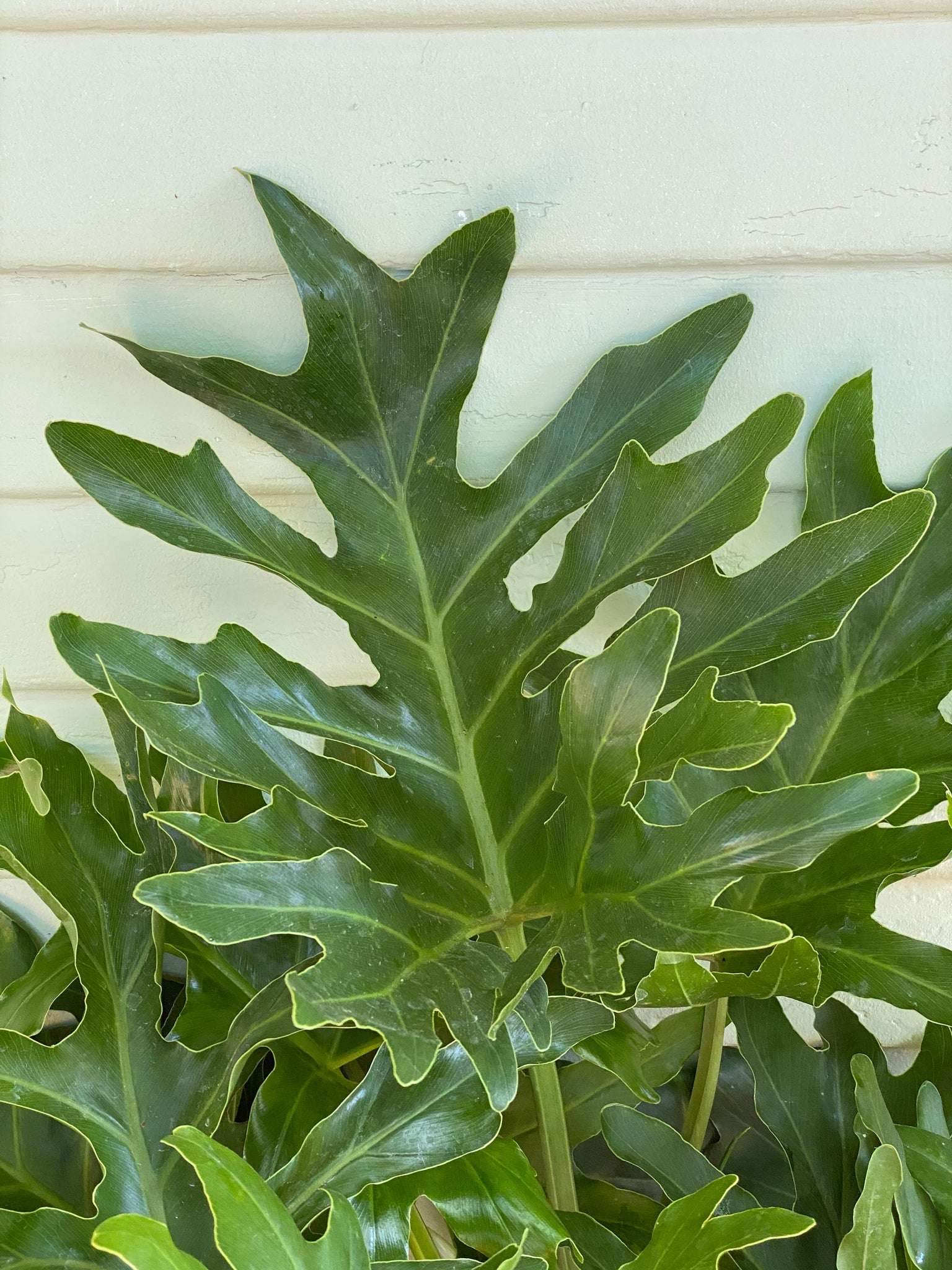 philodendron selloum juvenile Philodendron selloum