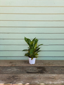 gold dust plant indoor Codiaeum variegatum | Croton Gold Dust