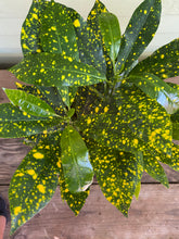 Load image into Gallery viewer, Croton Gold Dust - Mickey Hargitay Plants