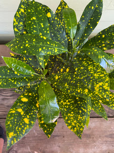Croton Gold Dust - Mickey Hargitay Plants