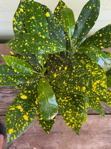 yellow spotted indoor plant Codiaeum variegatum | Croton Gold Dust