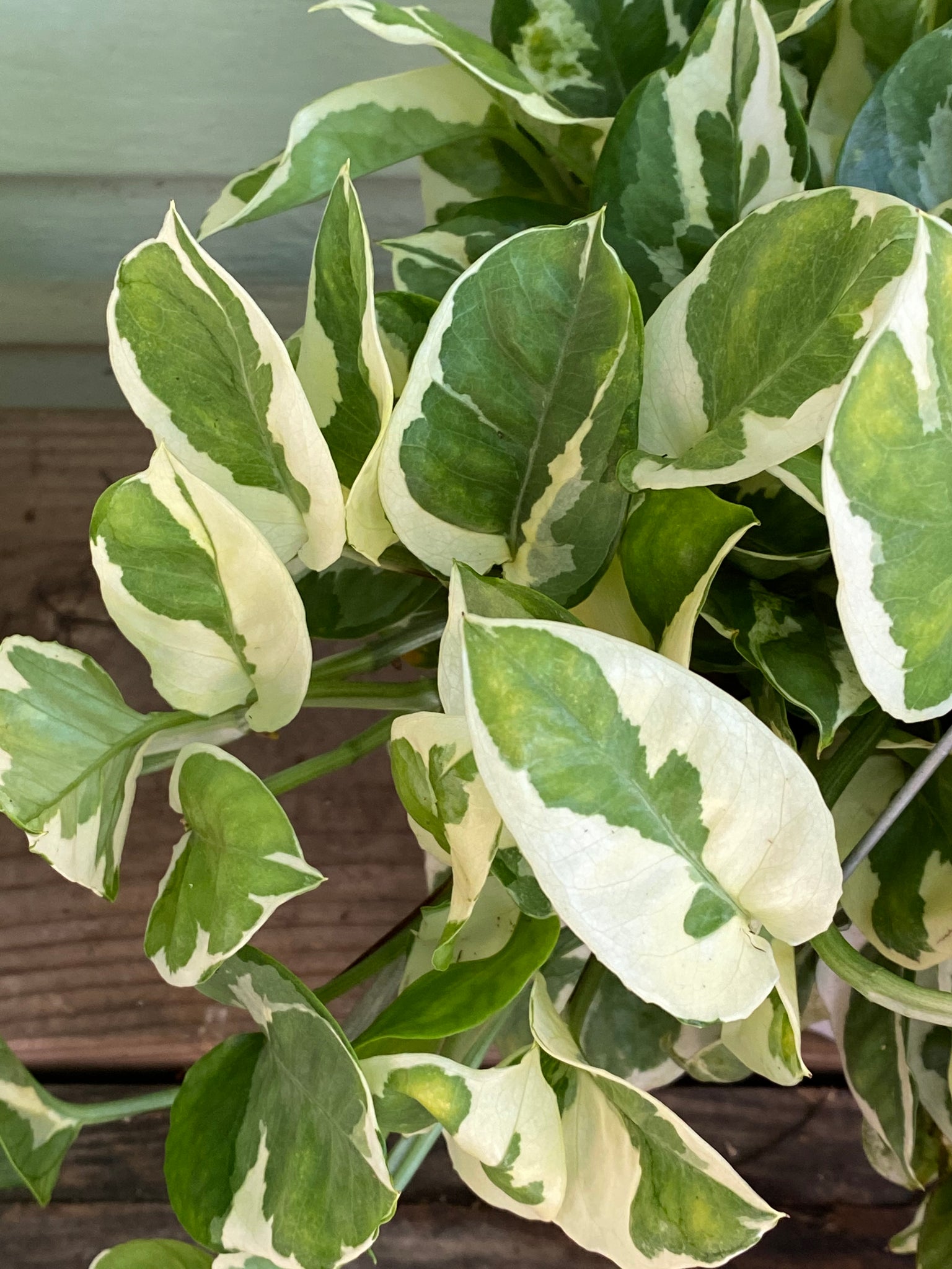 care for njoy pothos Epipremnum aureum