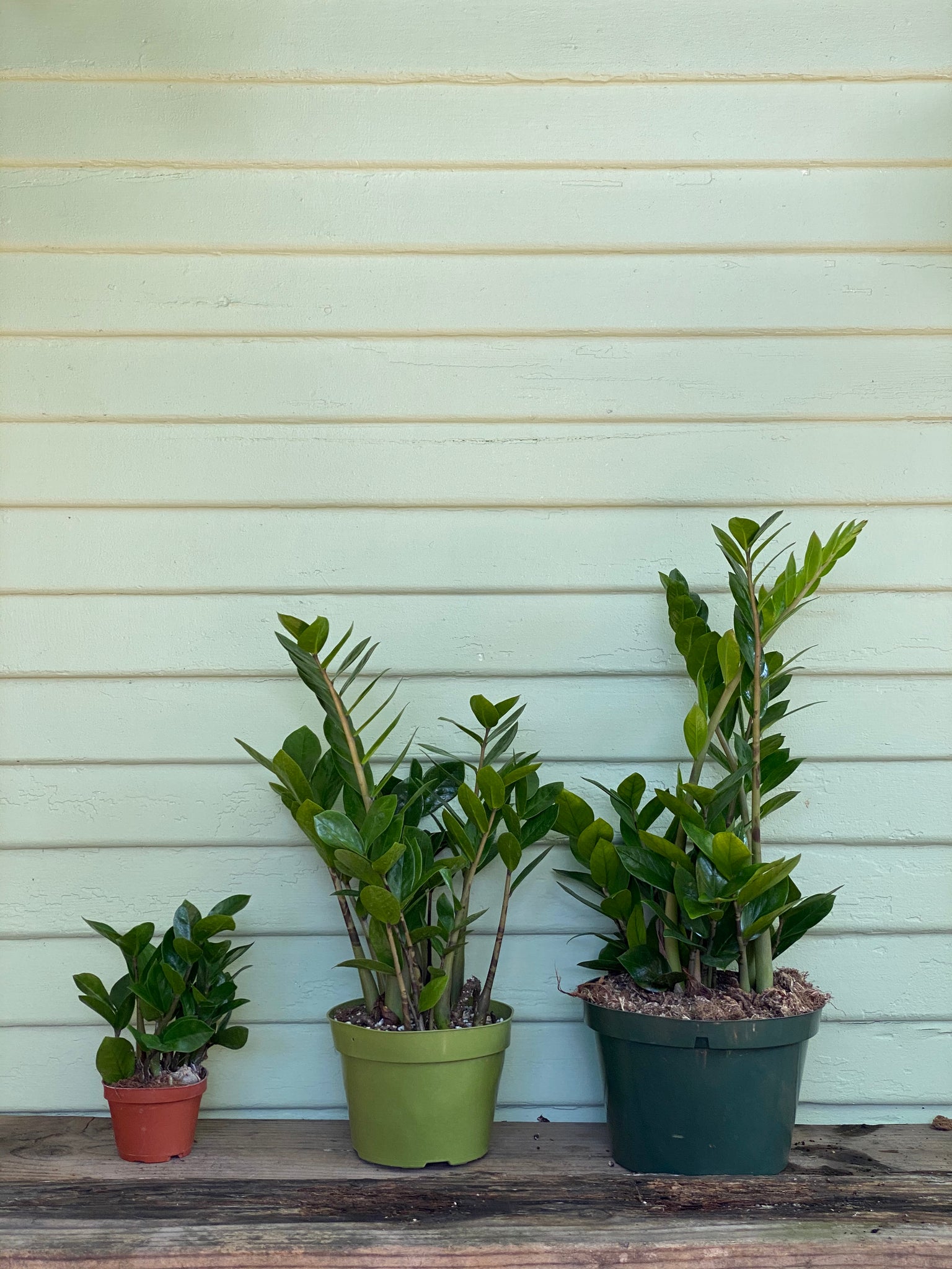 tropical zz plant Zamioculcas Zamiifolia | ZZ Plant