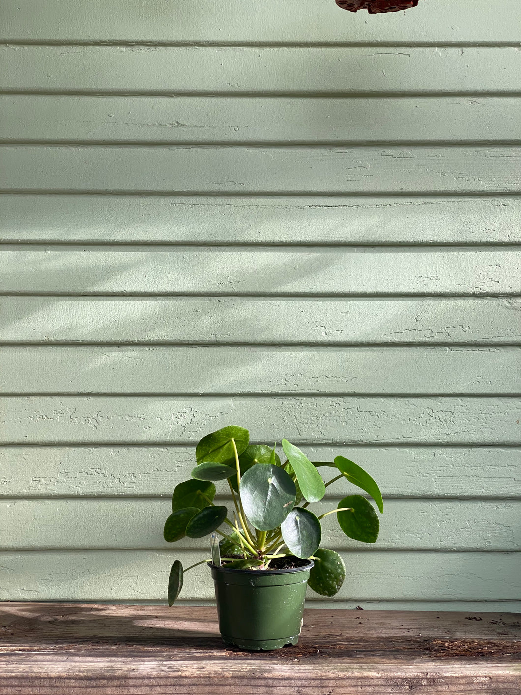 Pilea peperomioides - Mickey Hargitay Plants