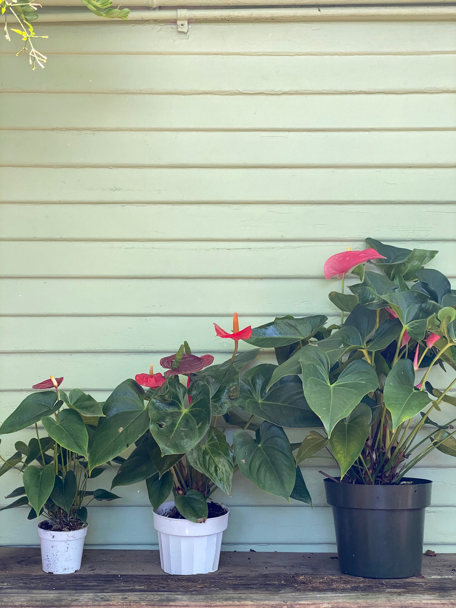 anthurium 51 de lier Anthurium - Pink or Red Flamingo