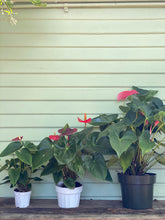 Load image into Gallery viewer, Anthurium - Flamingo Plant - Mickey Hargitay Plants